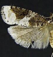 Epinotia lomonana