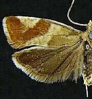 Epinotia cruciana