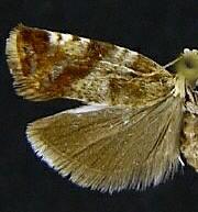 Epinotia cruciana