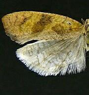 Epinotia seorsa