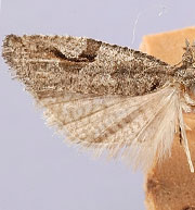 Epinotia signiferana