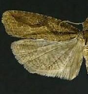 Epinotia kasloana