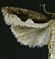 Epinotia lindana