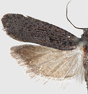 Epinotia biangulana