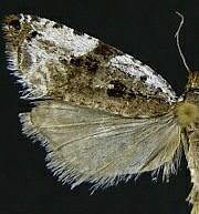 Ancylis subaequana