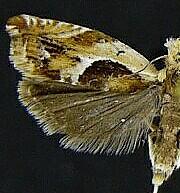 Ancylis metamelana