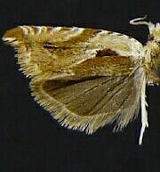 Ancylis maritima