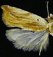 Ancylis platanana