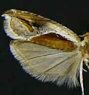 Ancylis definitivana