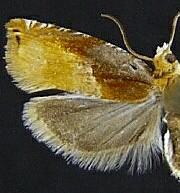 Ancylis divisana