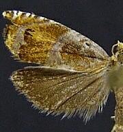 Ancylis apicana