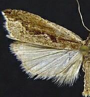 Ancylis diminuatana