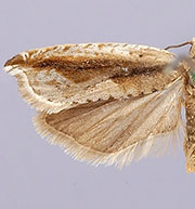 Ancylis goodelliana