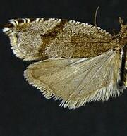 Ancylis pacificana