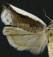 Ancylis albacostana