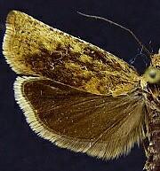 Hystrichophora stygiana