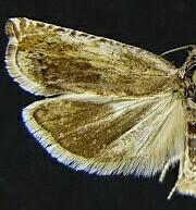 Hystrichophora roessleri