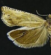 Hystrichophora roessleri