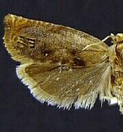 Hystrichophora n. sp. 1