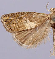 Dichrorampha simulana