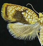 Acleris forsskaleana