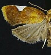 Acleris holmiana