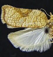 Acleris cervinana