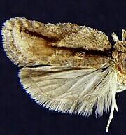 Acleris variegana