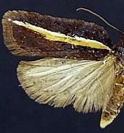 Acleris pulverosana