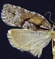 Acleris senescens