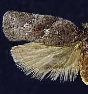 Acleris paracinderella