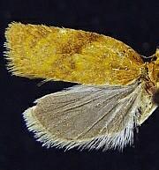 Acleris paracinderella