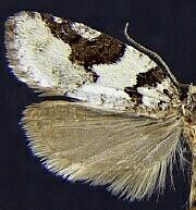 Acleris gloveranus