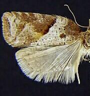 Acleris maccana