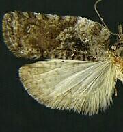 Acleris scabrana