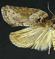 Acleris busckana