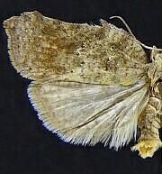 Acleris effractana