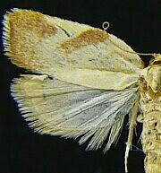 Acleris foliana