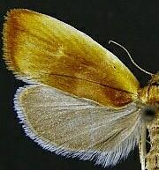 Eulia ministrana