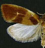 Eulia ministrana