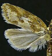 Cnephasia longana