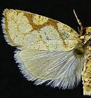 Dorithia trigonana