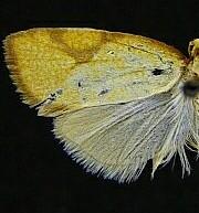 Dorithia peroneana