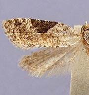 Anopina ainslieana