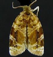 Argyrotaenia velutinana