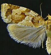 Argyrotaenia montezumae