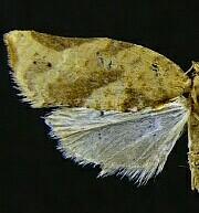 Argyrotaenia montezumae