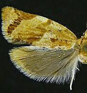 Argyrotaenia montezumae