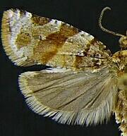 Argyrotaenia pinatubana