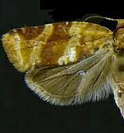 Argyrotaenia pinatubana